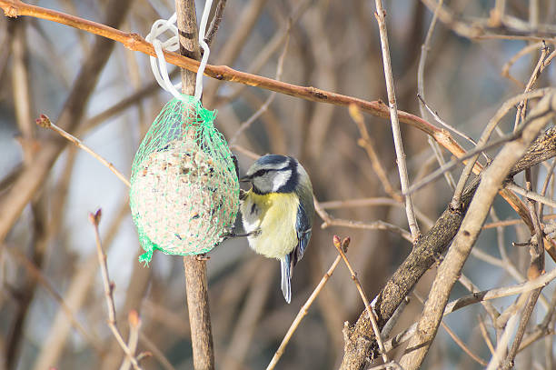 istock sparrow to the manger, great tit 591404956