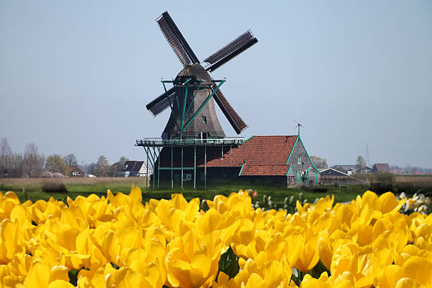 istock Dutch windmill tulip flowers field spring, Netherlands 591405106