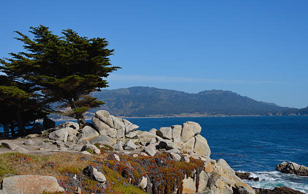 istock Coastal Cliff at Pebble Beach 591405520