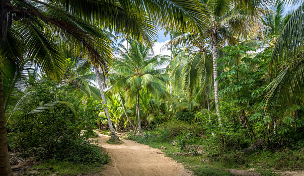 istock Path on a Palm Tree Forest - Tayrona Park, Colombia 591408406