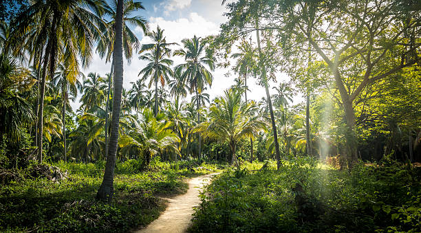 istock Path on a Palm Tree Forest - Tayrona Park, Colombia 591408566