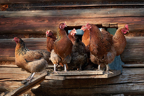 istock rooster or chickens on traditional free range poultry farm 591409220