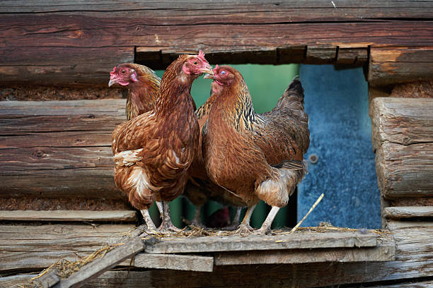 istock rooster or chickens on traditional free range poultry farm 591409304