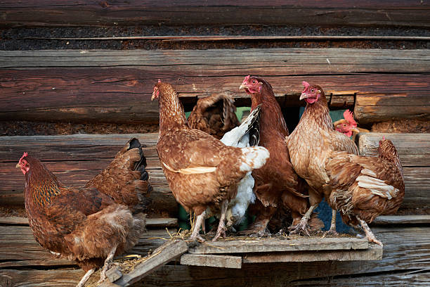 istock rooster or chickens on traditional free range poultry farm 591409504