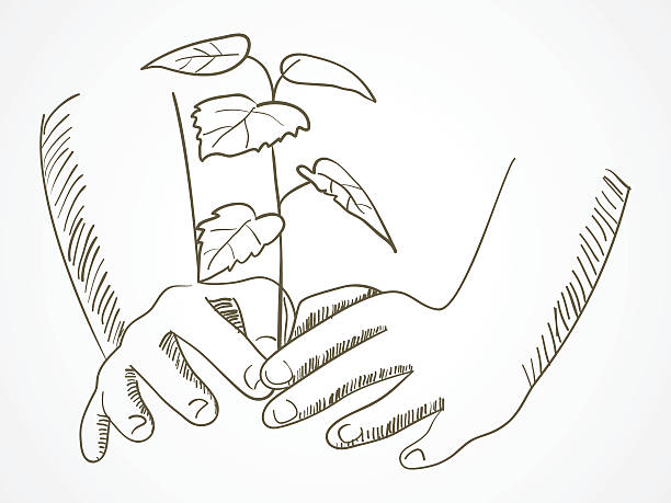Ilustración de Arte Lineal De Manos Plantando El Árbol y más Vectores  Libres de Derechos de Plantar - Plantar, Árbol, Croquis - iStock
