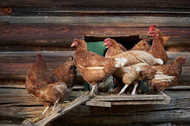 istock rooster or chickens on traditional free range poultry farm 591409604