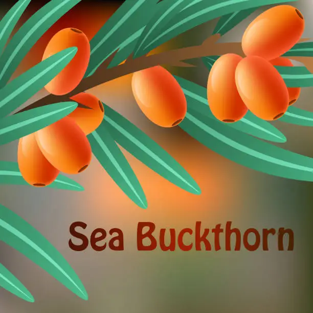 Vector illustration of Orange, juicy, therapeutic sea-buckthorn on a branch for your design.