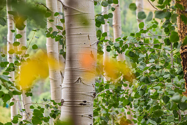 Apen Trees Aspen Trees in Park City (Deer Valley) Utah during the summertime. deer valley resort stock pictures, royalty-free photos & images