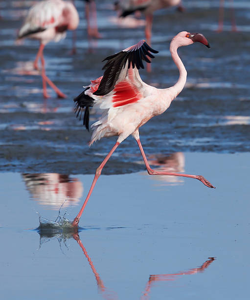 コガタフラミンゴ - walvis bay ストックフォトと画像