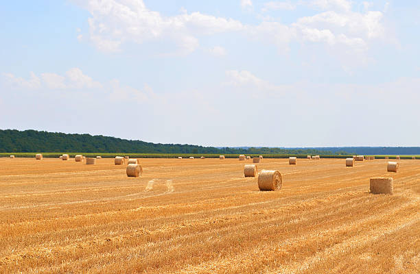 istock bales of hay in the field 591411754