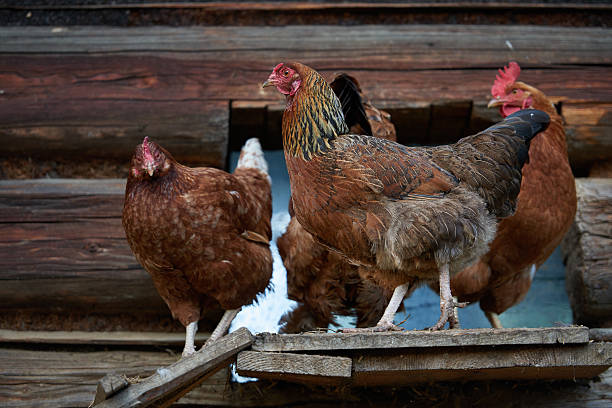 istock rooster or chickens on traditional free range poultry farm 591411854