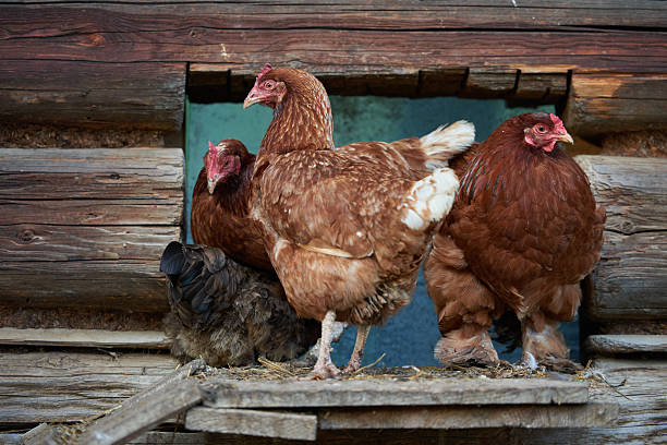 istock rooster or chickens on traditional free range poultry farm 591411916