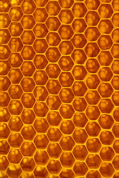 istock honey in honeycomb closeup macro 591412932