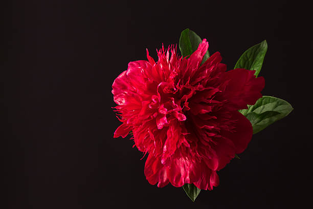 istock red peony flower on a black background 591413020