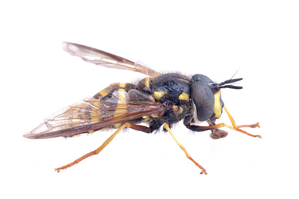 istock Black yellow striped fly on a white background 591413046