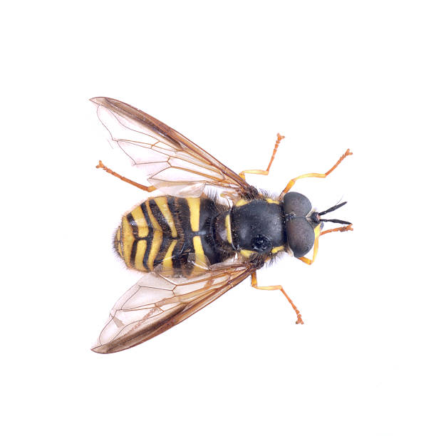 istock Black yellow striped fly on a white background 591413160