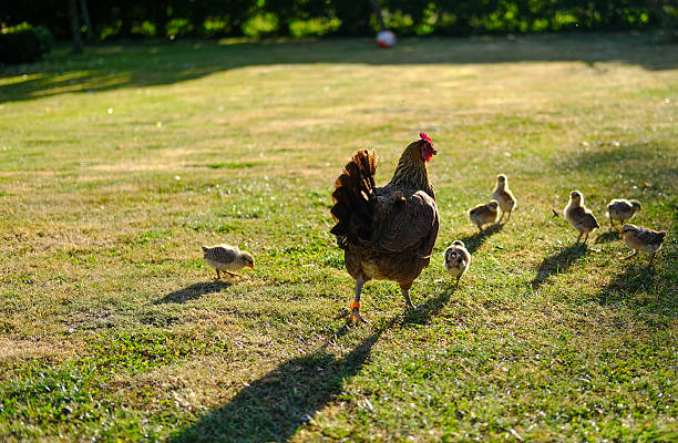istock Hen with her young chicks in a country garden 591413918
