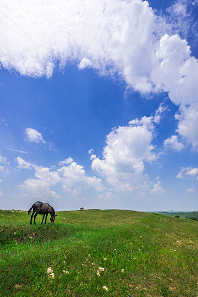 istock grassland landscape with grazing horse 591414530