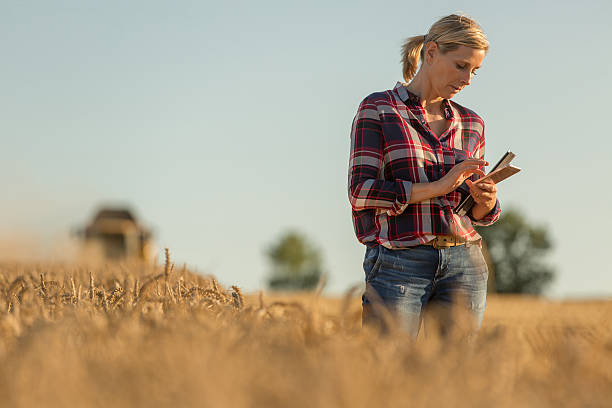 istock Female farmer walking through field checking wheat crop 591414988