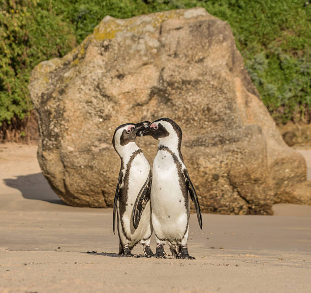 istock African Penguins Portrait 591415316
