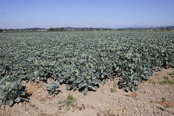 istock Company Grown Agriculture Crops 591415590