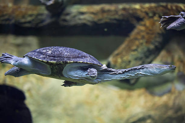 tortue à cou de serpent de siebenrock (chelodina siebenrocki). - turtle photos et images de collection