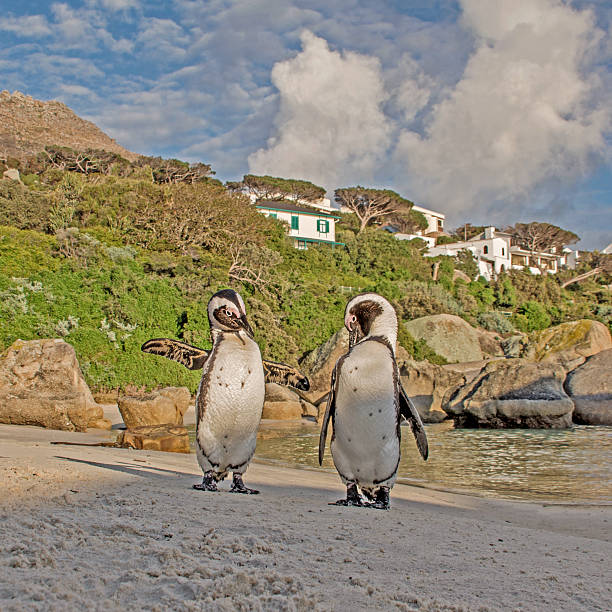 istock African Penguins Portrait 591415808