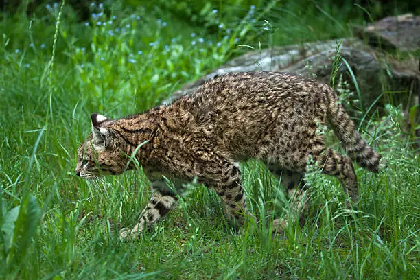 Geoffroy's cat (Leopardus geoffroyi). Wildlife animal.