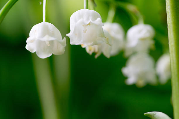 istock Lily of the valley 591416794