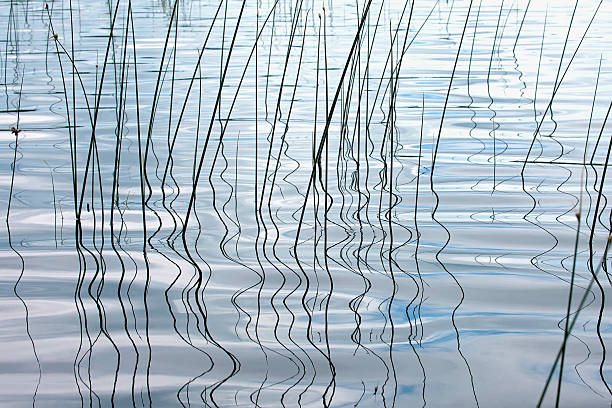 istock Water background with coastal plants and wavy reflection 591417340