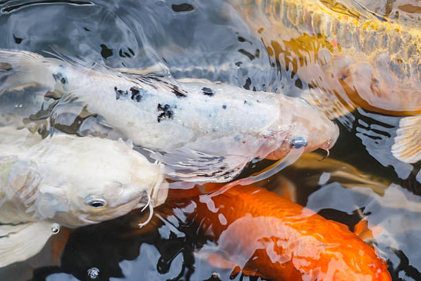 istock Colorful fancy carp fish, koi fish at Thailand 591417442