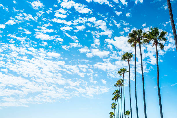 palmeiras e céu azul - california encinitas beauty in nature blue - fotografias e filmes do acervo