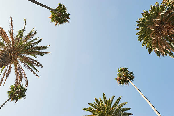 palmeiras  - southern california palm tree beverly hills california california - fotografias e filmes do acervo