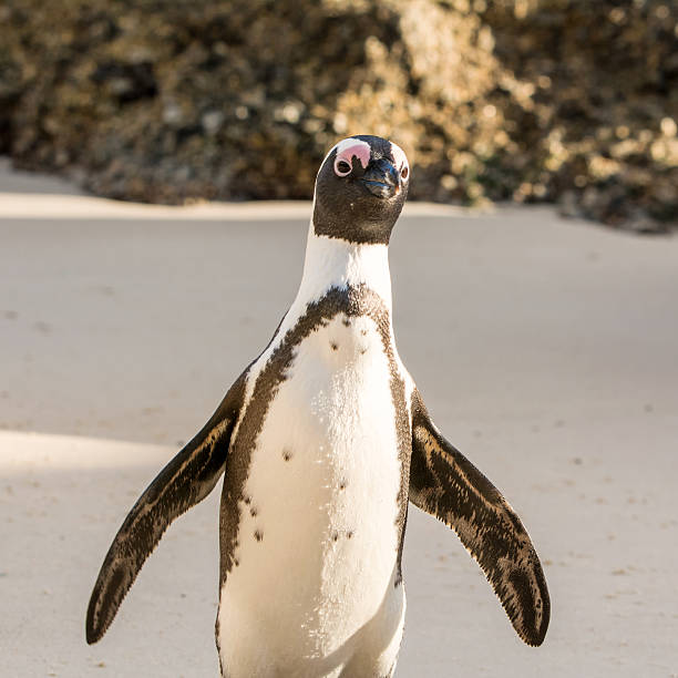 istock African Penguin Portrait 591418262