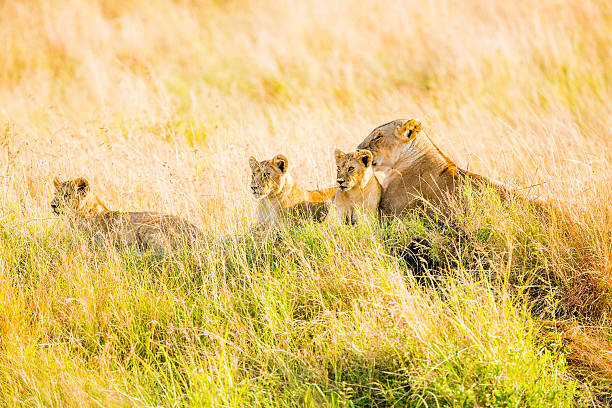 istock Lioness and lion cub 591418264