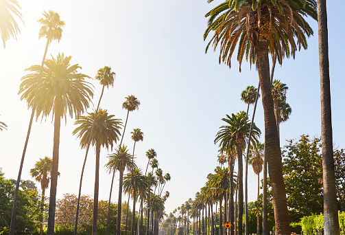 Street lined with palm trees in Beverly Hills California
