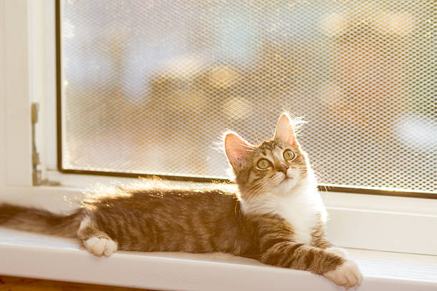 istock Kitten lying on the window sill of an open window 591421456