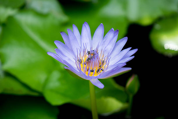 istock bees pollinating a Purple water lily 591421482