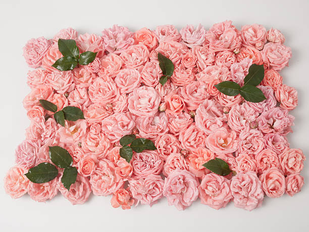 istock Background image of pink roses 591423152