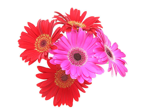 istock Bouquet of Transvaal daisy 591423662