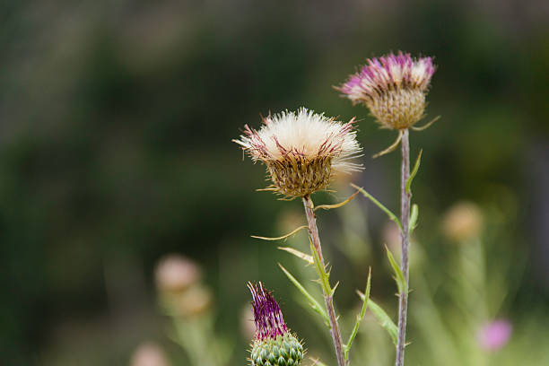istock Wildflowers in a field 591424086