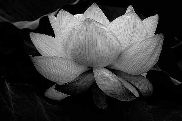 istock The translunary lotus. Monochrome version. 591425144