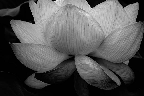 istock The translunary lotus. Monochrome version. 591425158