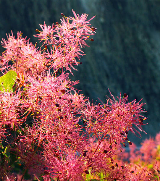 istock European smoketree (Cotinus coggygria) in blossom 591425428