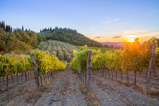 Last rays of sun over vineyards and olive trees in the Chianti region, Tuscany, Italy.