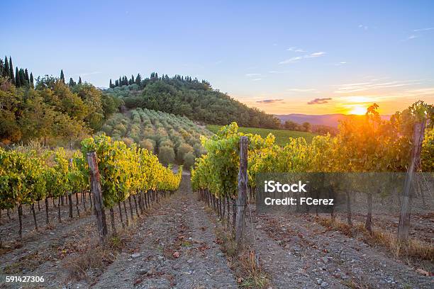 Tuscany Vineyards Sunset Stock Photo - Download Image Now - Olive Tree, Italy, Vine - Plant