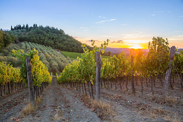 istock Tuscany vineyards sunset 591427374