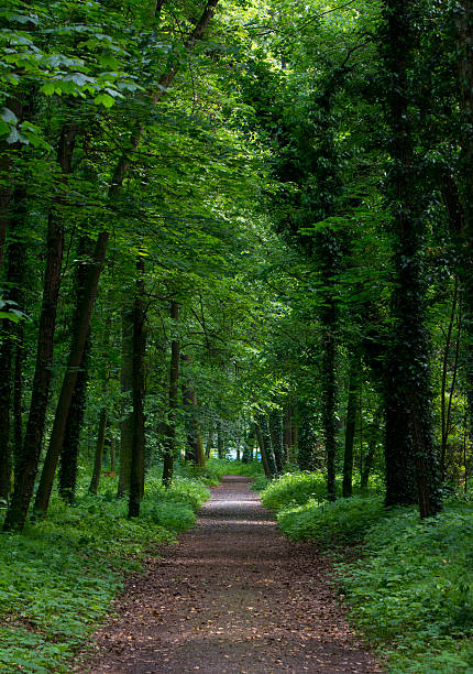 Country road running through tree alley