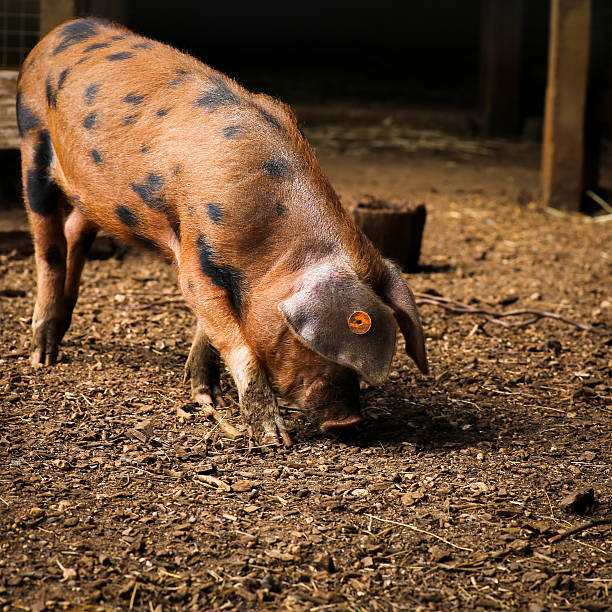 istock Oxford Sandy and Black piglet 591429866