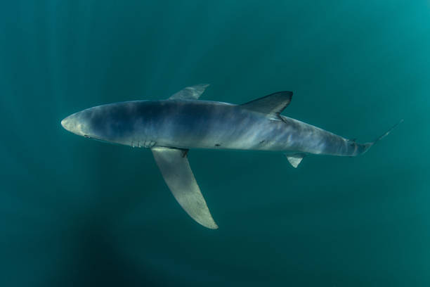 istock Blue Shark in Depths of Ocean 591429896